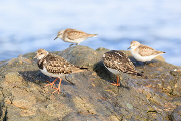 Sandpipers looking for food on the Japanese rocky shore on the way