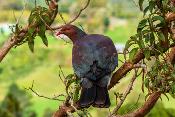 Kereru, New Zealand wood pigeon, in native tree fuchsia 