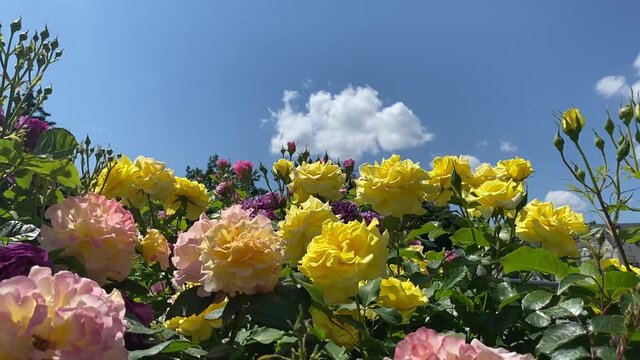 Roses flowers in paradise garden against clear blue sky. Colorful yellow pink lush rose bush. Idyllic summer natural landscape at sunny day. Beautiful flowers and sky