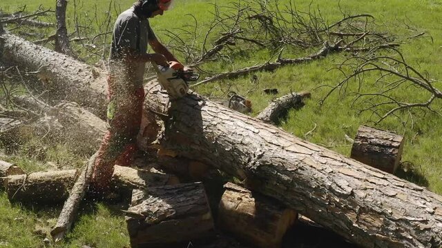 Slow Motion professional chainsaw operator cutting a pine tree in uruguay 7