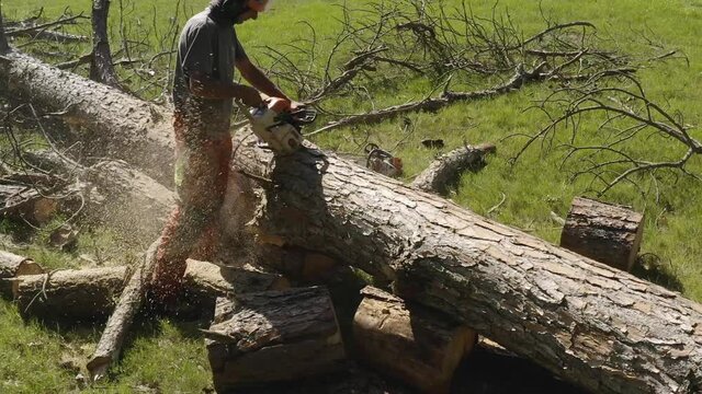 Slow Motion professional chainsaw operator cutting a pine tree in uruguay 6