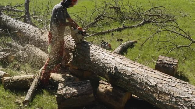Slow Motion professional chainsaw operator cutting a pine tree in uruguay 8