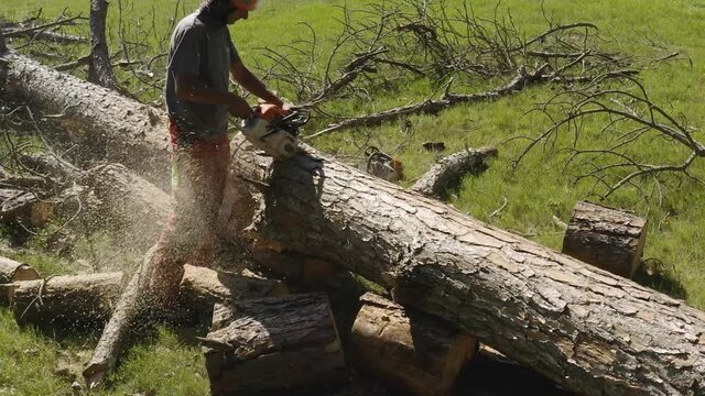 Slow Motion professional chainsaw operator cutting a pine tree in uruguay 5