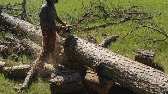 Slow Motion professional chainsaw operator cutting a pine tree in uruguay 3