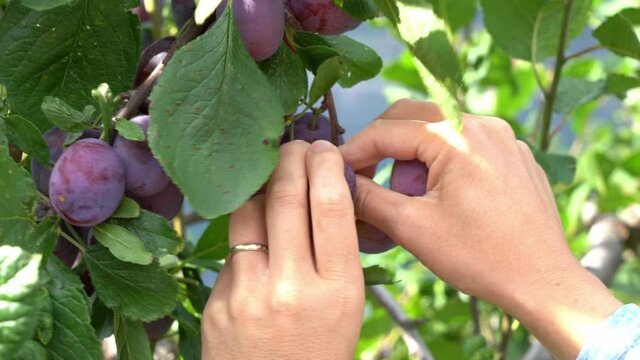 Female hands picking ripe juicy sweet plums from tree in beautiful sunlight - Harvest season in Kinsarvik Hardanger Norway - Static closeup