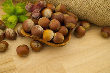 Fresh unshelled hazelnuts in front of the jute sack