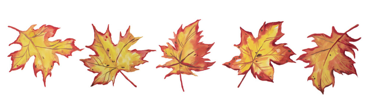 set of maple leaves with watercolor hand drawn isolated on white background , leaf of colorful beautiful autumn.