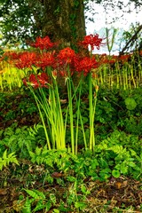 七ツ森古墳の彼岸花