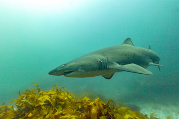 A Close Up Of A Grey Nurse Shark