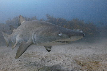 A Close Up of a Grey Nurse Shark
