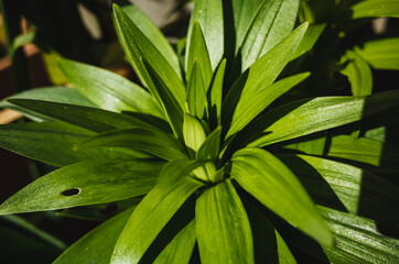 close up of leaves