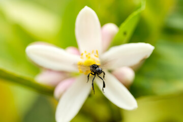 Stingless bees pollination a lime flower in the garden.