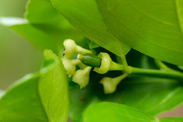 Close up image of a young lime on the tree.