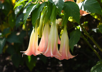 Brugmansia flowers growing in Russian Far East