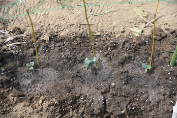 Cucumber cultivation in the vegetable garden. Cucumbers are sown in April, planted in May, and...