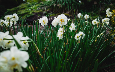 Fototapeta premium white spring flowers