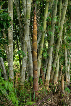 Young Bamboo Shoot Or Bamboo Sprout That Come Out And Growing From The Ground. 