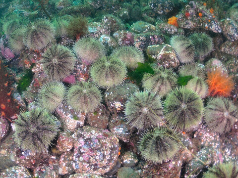 Green sea urchin group