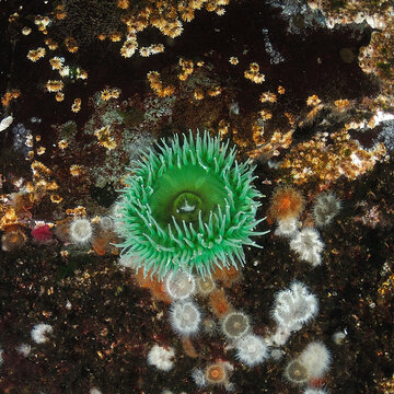 Green Sea Anemone