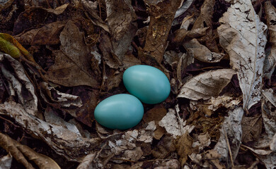 blue bird eggs in dry leaf nest