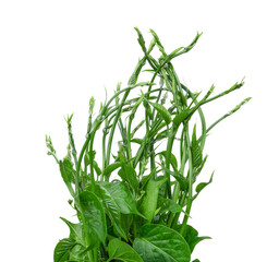 Gumnema inodorum (Lour.) Decne., Drug treatment for diabetes on white