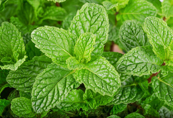 beautiful mint leaves background