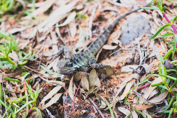 water dragon lizard on the ground