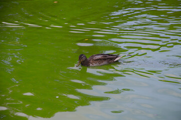 The duck swims on the water, on the pond