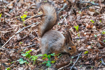 Naklejka na ściany i meble Squirrel in autumn or spring hides nuts on the green grass with fallen yellow leaves