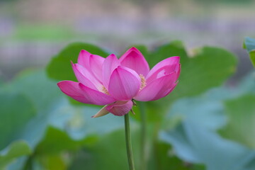 初夏を彩る美しい蓮池