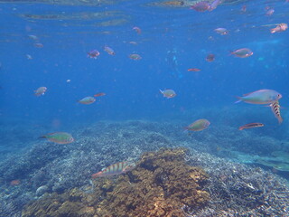 Fototapeta na wymiar インドネシア　レンボンガン島の魚と珊瑚礁
