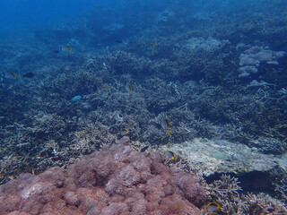 インドネシア　レンボンガン島の魚と珊瑚礁