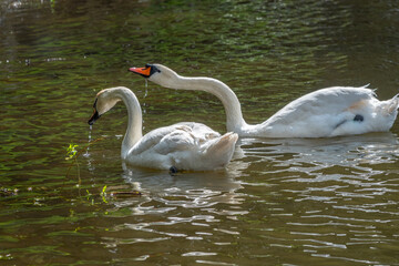 Two graceful white swans swim in the dark water.