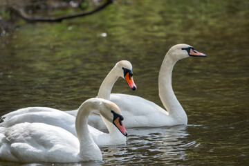 Graceful white Swans swimming in the lake, swans in the wild