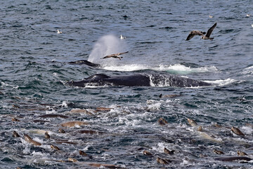 Humpback Whale aka Megaptera novaeangliae and California Sea Lions  aka Zalophus californianus