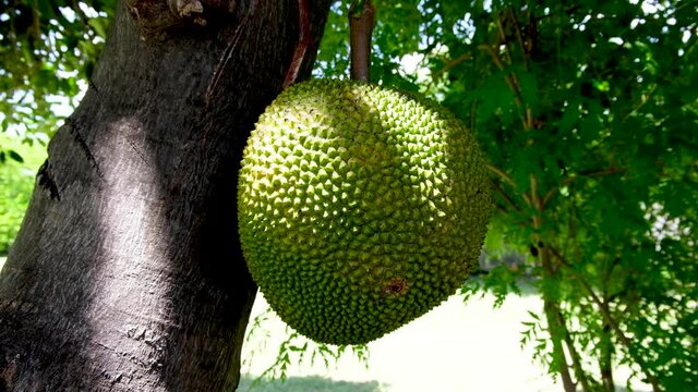 Large jackfruit breadfruit tropical fruit hanging from tree in beautiful gardens on a remote tropical island in Southeast Asia