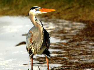 Heron by the sea.