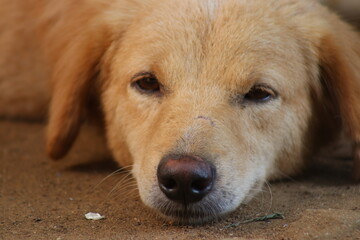 golden retriever puppy