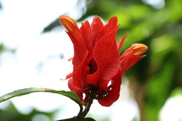 red and yellow flower