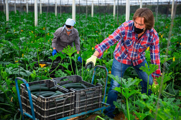 Hired worker in protective mask harvests zucchini in the greenhouse