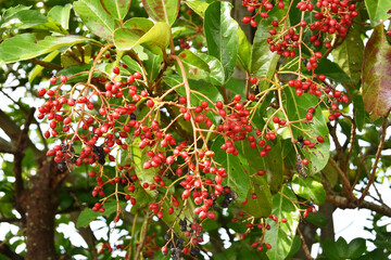 夏の終わり、色付くサンゴジュの実