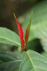 Red leaves in green background

