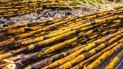 Burnt and harvested raw sugar cane on the ground.