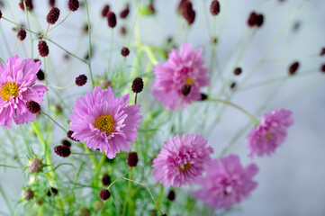 八重咲きのコスモスの花とワレモコウ