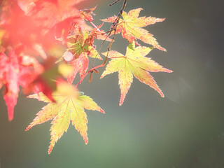 紅葉のクローズアップ