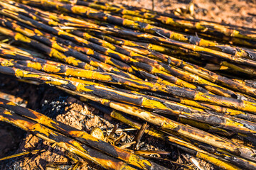 Raw sugar cane cut and stacked on the ground