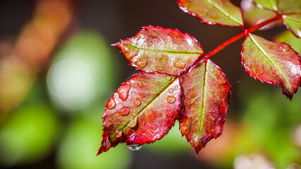 Red rose leaf with raindrops after rain in the autumn garden. Bokeh with light reflection