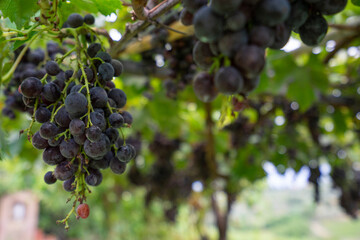 Wine Grapes hanging on vine