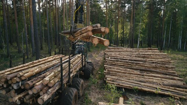 Heavy industrial equipment is used for forestry. An industrial handler machine is picking the logs from the trunk. Transporting the forestry wood to the ground. Forestry Industry. Timber Forwarder