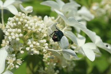 a beetle on a flower